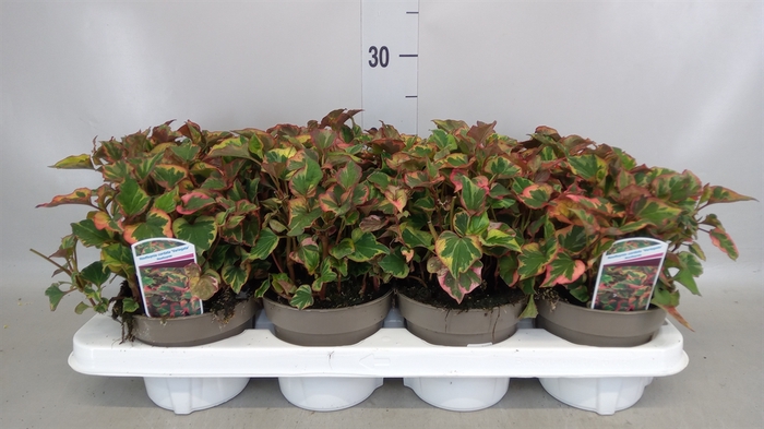 <h4>Houttuynia cordata 'Chameleon'</h4>