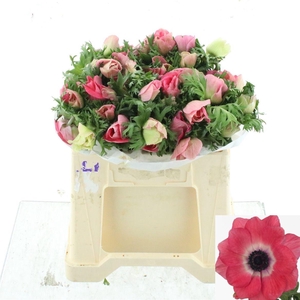 ANEM CO MIS + PINKIE