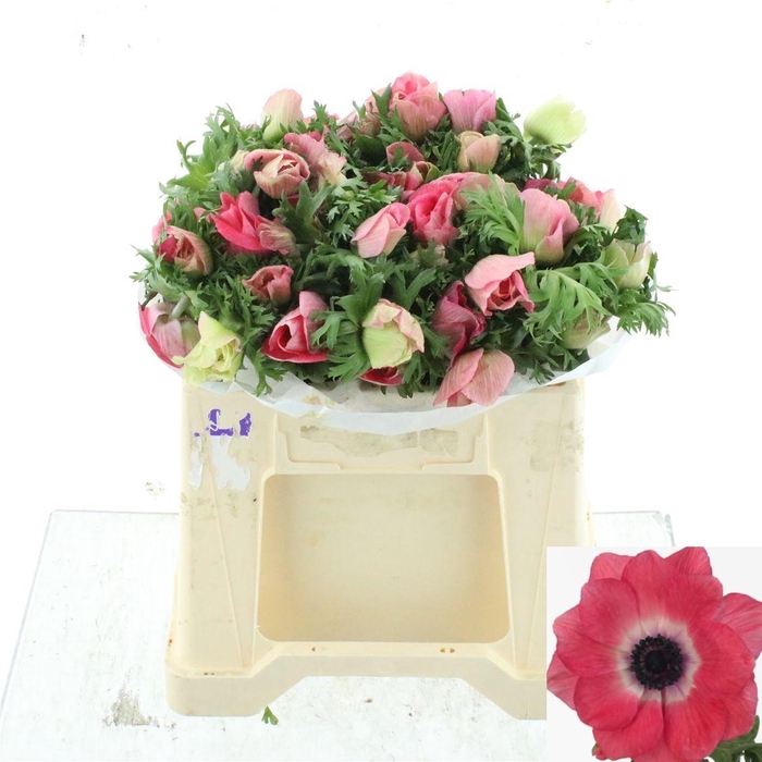 <h4>ANEM CO MIS + PINKIE</h4>