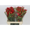Dianthus Sp Symply Love