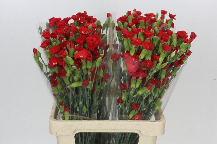 Dianthus Sp Symply Love