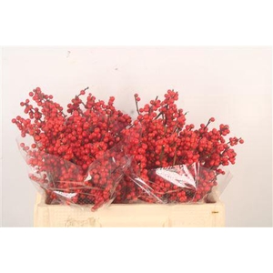 Ilex Verticilata Red