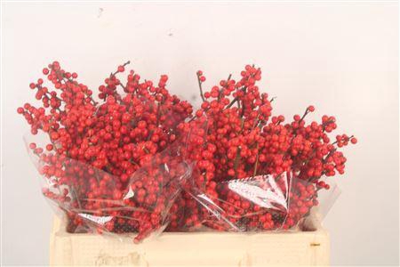 <h4>Ilex Verticilata Red</h4>