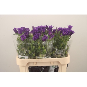 Campanula Med Champ Blue