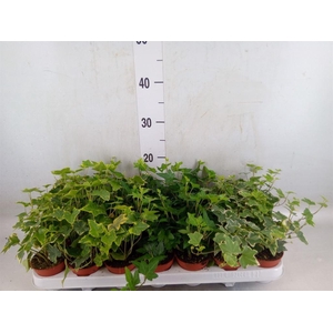 Hedera   ...mix