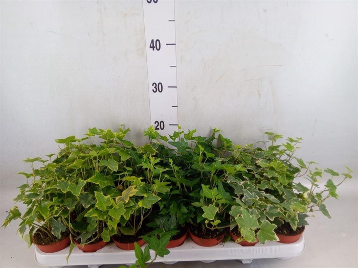<h4>Hedera   ...mix</h4>