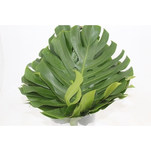 FOLHAGEM MONSTERA DELICIOSA 040 CM