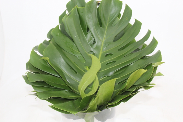 <h4>FOLHAGEM MONSTERA DELICIOSA 040 CM</h4>