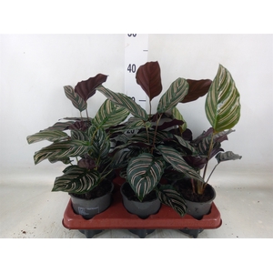 Calathea sanderiana