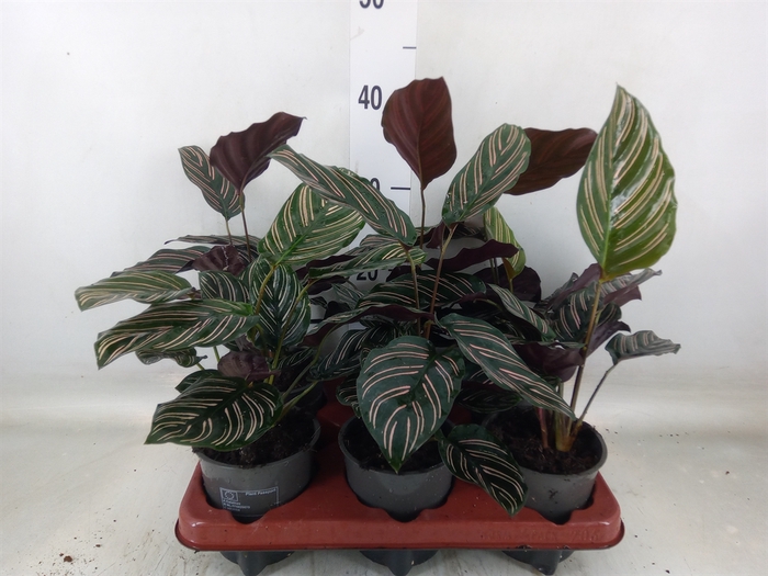 <h4>Calathea sanderiana</h4>