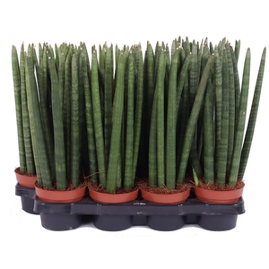 Sansevieria 10,5 cm cylindrica spike