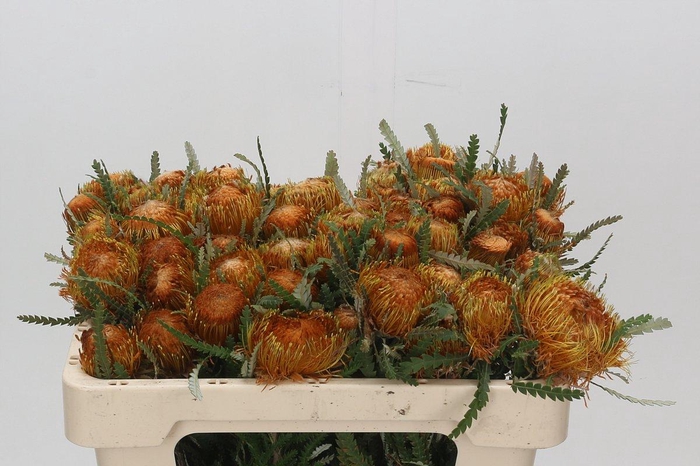 <h4>Banksia Dryandra</h4>