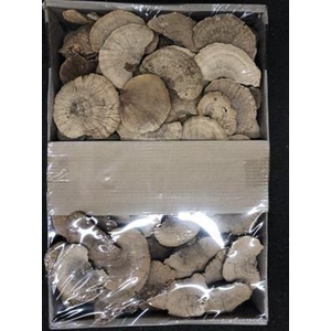 K.SPONGE MUSHROOMS/ELFENBANK KERST