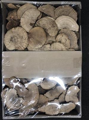 <h4>K.SPONGE MUSHROOMS/ELFENBANK KERST</h4>