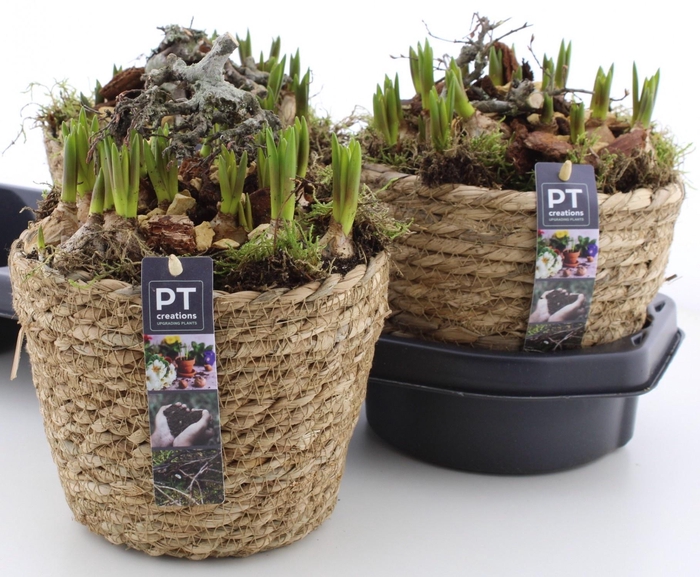 <h4>ARR BOL KNOLGEWAS</h4>