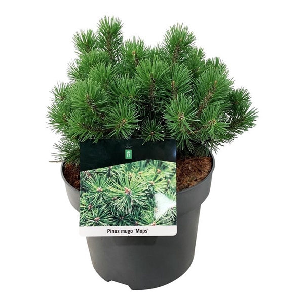 <h4>Pinus mugo 'Mops'</h4>