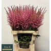 Astilbe Erika Roze