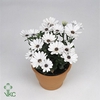 Osteospermum  'FlowPow White'