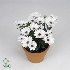 Osteospermum FlowerPower White