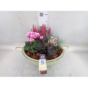 Arr.   Tuinplanten L%