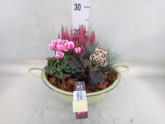 <h4>Arr.   Tuinplanten L%</h4>