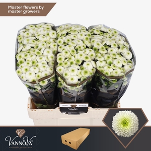 Chr S Maverick White