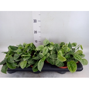 Scindapsus pictus 'Silvery Ann'