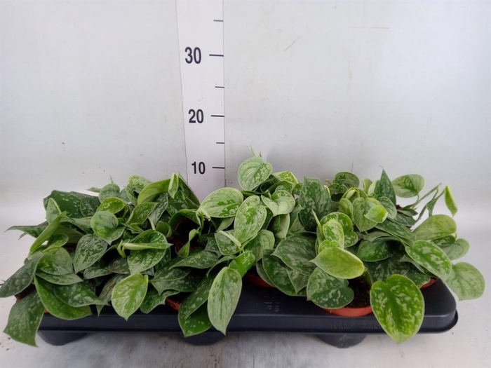 <h4>Scindapsus pictus 'Silvery Ann'</h4>