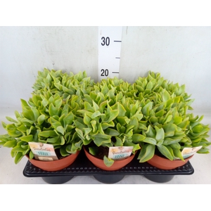 Crassula arborescens