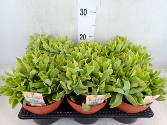 <h4>Crassula arborescens</h4>