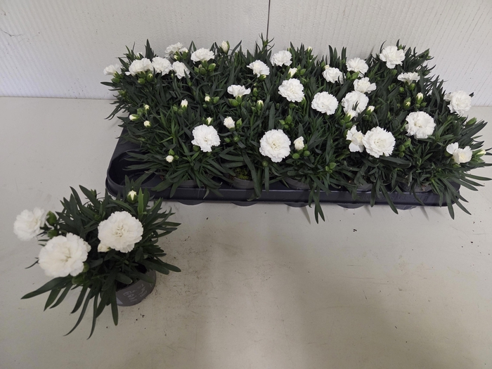 <h4>DIAN S TR WHITNEY</h4>