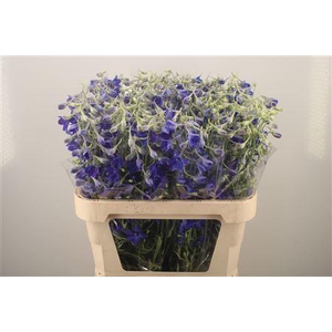 Delph En Volkerfrieden