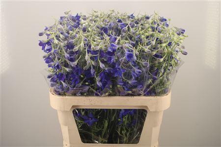 <h4>Delph En Volkerfrieden</h4>