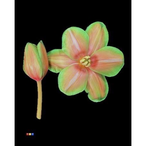 Tulp Bubblicious