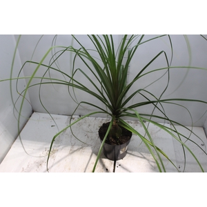 BEAUCARNEA P17