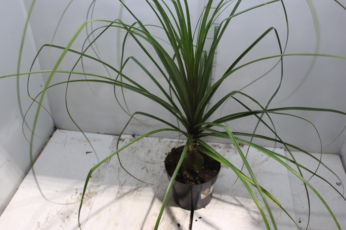 <h4>BEAUCARNEA P17</h4>