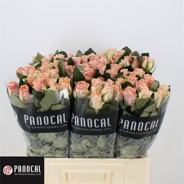 <h4>R GR SWEET TACAZZI+</h4>