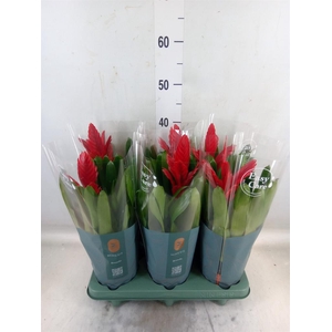 Vriesea  'Intenso Red'