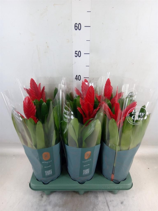 <h4>Vriesea  'Intenso Red'</h4>