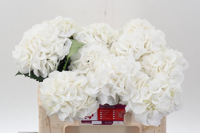 <h4>Hydr M Royal Princes</h4>