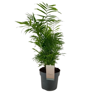 Chamaedorea elegans