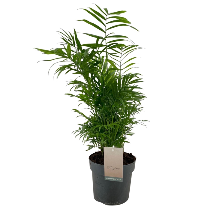 <h4>Chamaedorea elegans</h4>