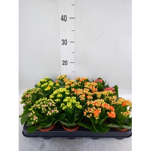 Kalanchoe blos. 'Rosalina'  ..mix 4