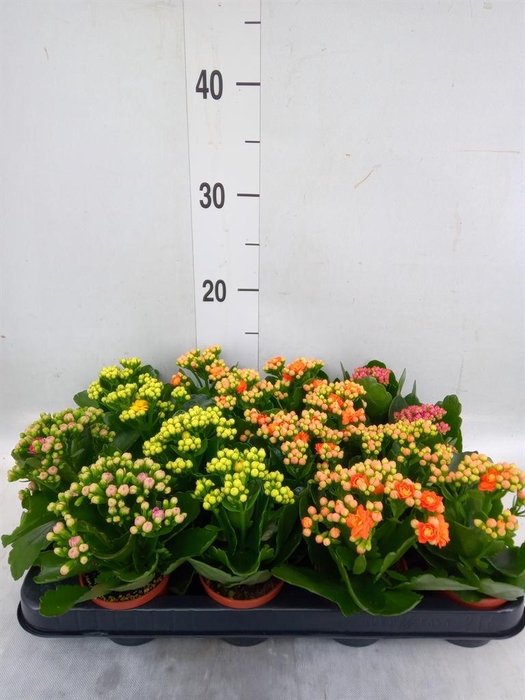 <h4>Kalanchoe blos. 'Rosalina'  ..mix 4</h4>