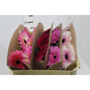 GERBERA VARIADA >10 CM DIAM <050 CM VARIADO