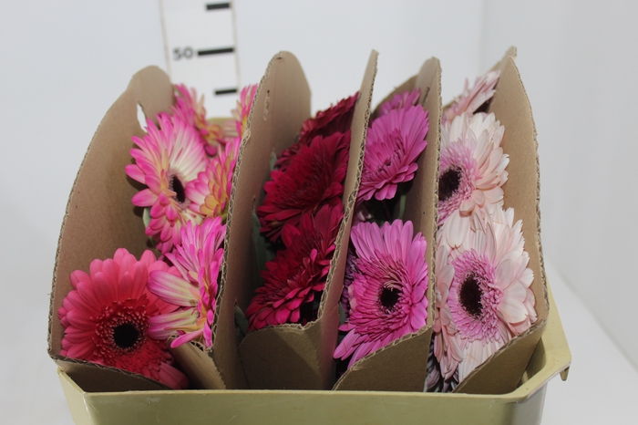 <h4>GERBERA VARIADA >10 CM DIAM <050 CM VARIADO</h4>