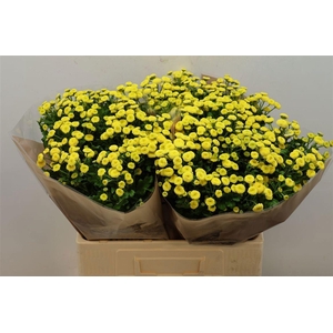 TANACETUM AMAZONE TANA PA AMAZONE