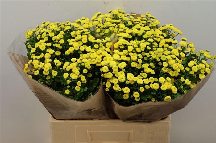 <h4>TANACETUM AMAZONE TANA PA AMAZONE</h4>