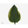 Hosta F Aureomargina