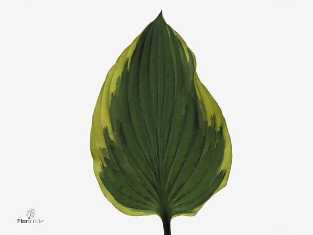 Hosta F Aureomargina